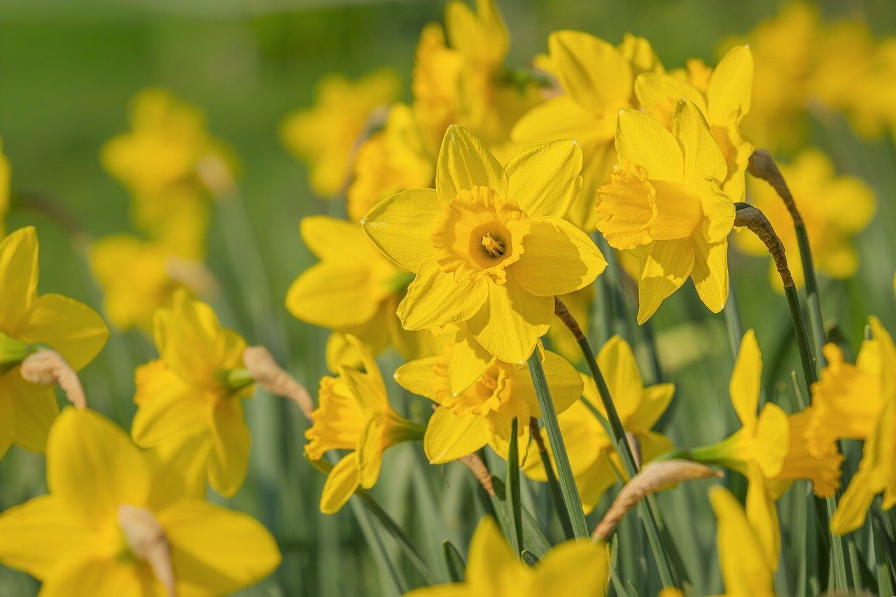 daffodil, yellow, spring, close-up, garden flower, easter, nature, bouquet, sunny, season, landscape, iconic, light, fresh, outdoors, ornamental plant, plant, traditional, colorful, plant life