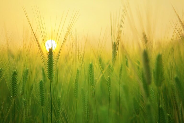barley field, wheat, agriculture, plow, tillage, farm, harvest, sunrise, morning, landscape, nature, ne young na-young, jeju travel, jeju island, agriculture, agriculture, farm, sunrise, sunrise, sunrise, morning, morning, nature, nature, nature, nature, nature