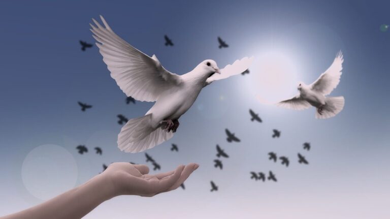 christmas background, dove, peace, freedom, birds, faith, nature, spirituality, trust, prayer