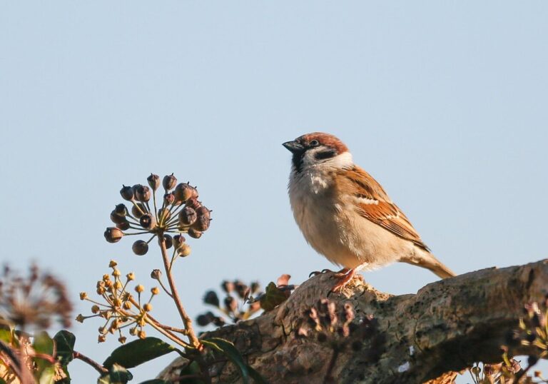 bird, sparrow, ornithology, species, fauna, avian, animal, wildlife, nature, sperling, songbird