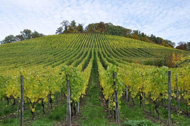 vineyard, enz, sternenfels, autumn colors, vineyard, vineyard, vineyard, vineyard, vineyard