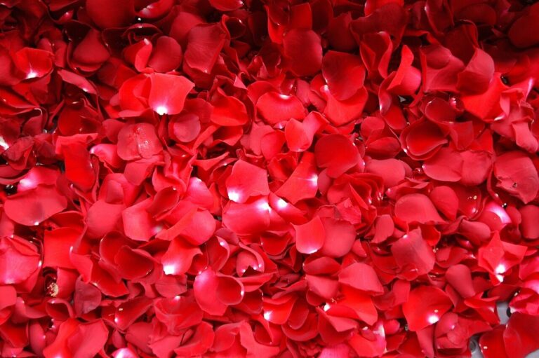 geranium, red, flower, flowers, nature, red flowers, warmth, spring, deleafing, forgiveness, carpet of flowers, beautiful flowers, flower background, sustainability, protection, environmental, flower wallpaper, planting flowers, smoothness, love