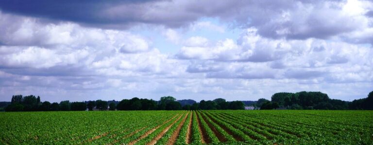 country, field, cultivation, food, vegetable, agricultural, plant, crop, renovate, production, queue, tight, clouds, harvest, summer, potato, potato cultivation, food crisis, food crisis, food crisis, food crisis, food crisis, food crisis