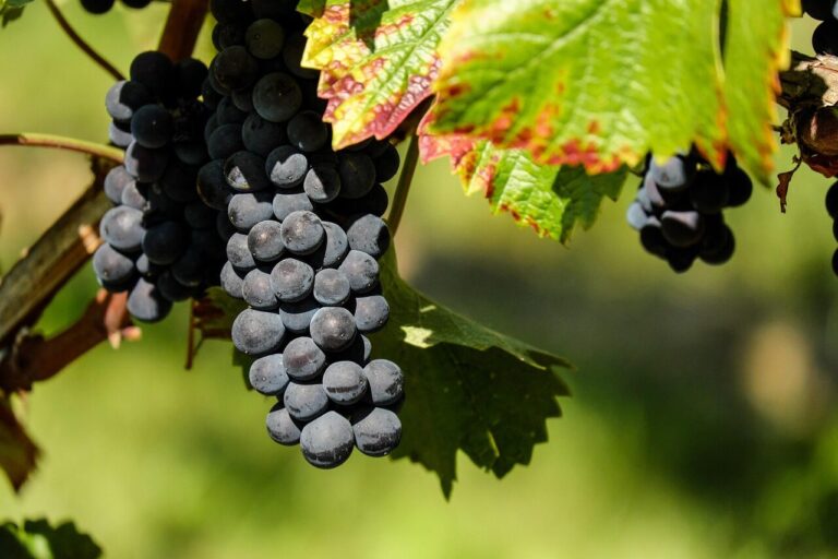 grapes, fruit, vine, plant, nature, grapevine, winegrowing, viticulture, vineyard, edible, organic, natural